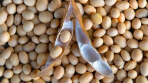 Ce mercredi 11 décembre 2024, il a été décidé des conditions de commercialisation du soja grain, pour la campagne démarrée.
