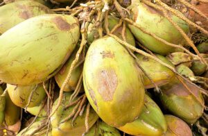 Depuis quelques semaines, le prix de la noix de coco connaît une flambée sur les marchés de Lomé.