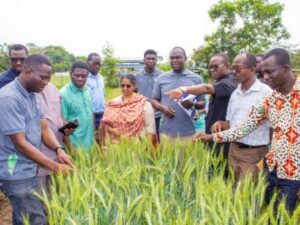 Le Ghana investit dans la recherche de blés adaptés à ses conditions locales