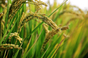 Enfin 2025. L’année attendue depuis 2018 pour faire le bilan dans la filière riz au Bénin