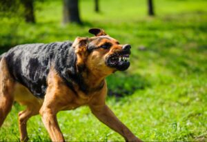 La rage continue de représenter une menace sérieuse pour la santé publique au Bénin, notamment en raison de la prolifération d’animaux domestiques non vaccinés et de chiens errants.