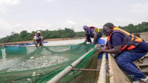 L’Organisation des Nations Unies pour l’alimentation et l’agriculture (FAO) appelle la jeunesse ivoirienne à découvrir les opportunités de la pêche et de l’aquaculture à l’occasion du Selab Fisheries Expo, prévu du 24 au 26 avril 2025 à Abidjan. 