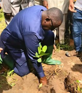 La filière anacarde au Bénin amorce un tournant décisif avec le lancement de la campagne nationale 2025 dédiée à la plantation d’anacardiers et à la réhabilitation de 170.000 hectares de vergers anciens.