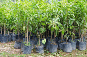 Le Bénin poursuit sa dynamique de développement des filières fruitières avec des ambitions renouvelées pour la campagne 2025