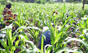 est-on après deux mois ?

Lancée le 11 avril 2025 à Dassa-Zoumè, la campagne agricole 2025-2026 du Bénin s’annonce pleine de promesses.