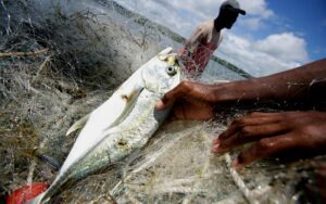 La FAO vient de publier l’évaluation mondiale la plus détaillée jamais réalisée sur les stocks halieutiques marins.