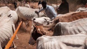 Un cas de fièvre charbonneuse, aussi appelée anthrax, a été confirmé chez un bovin au Bangladesh, précisément dans le village de Charnabin, dans la région de Rajshahi