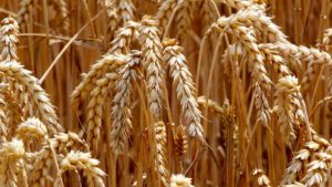 Autrefois moins consommé, le blé occupe désormais une place importante dans les habitudes alimentaires de la région, derrière le maïs et le riz