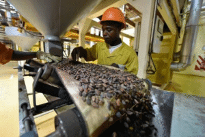 Leader mondial du cacao, la Côte d’Ivoire renforce sa stratégie de transformation locale avec l’objectif ambitieux d’atteindre 100 % de première transformation d’ici 2030. 