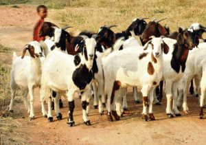 Le mois de mai 2025 a été particulièrement dynamique sur les marchés à bétail au Bénin. À la veille de la Tabaski, célébrée le 6 juin, l’activité commerciale autour des bovins a connu une hausse significative. Ceci,  porté par une demande accrue et une offre renforcée.