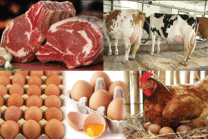Avec l’ambition claire du gouvernement d’atteindre 27 200 tonnes de production nationale d’ici fin 2025, la filière œuf de consommation s’inscrit comme un pilier de la sécurité alimentaire