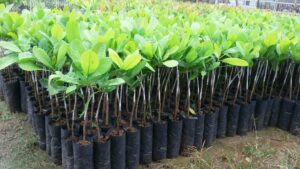La Fédération Nationale des Producteurs d’Anacarde du Bénin (FENAPAB) a lancé une vaste opération de distribution de plants performants, dans le but de renforcer les capacités de production sur l’ensemble du territoire.