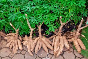 Le manioc est entièrement comestible. Il est ainsi possible de consommer ses feuilles et sa racine à la peau marron foncé et rugueuse et à la chair blanche et farineuse.