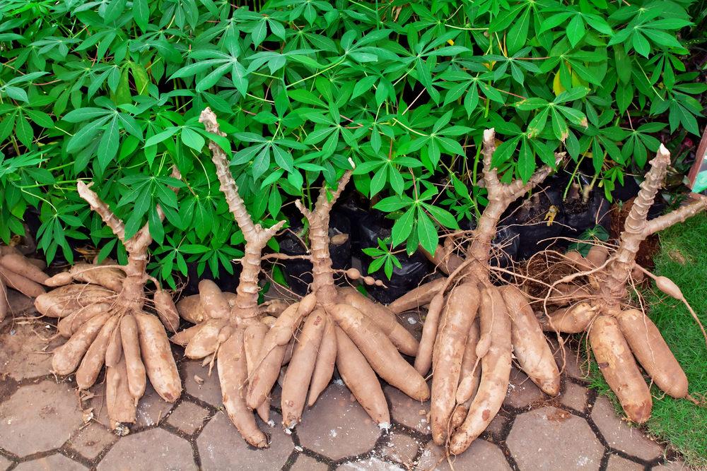 Le manioc est entièrement comestible. Il est ainsi possible de consommer ses feuilles et sa racine à la peau marron foncé et rugueuse et à la chair blanche et farineuse.