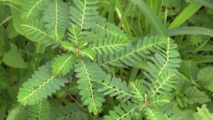 La phyllanthus amarus, communément appelée "hlinwé" est une espèce de plante qui se développe dans les zones côtières des régions tropicales et qui contribue à l’épanouissement de la santé humaine en ce sens qu’elle possède assez de vertus utiles pour le bien-être de l’organisme.