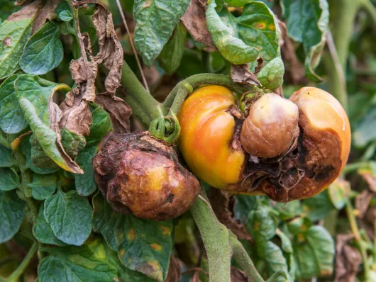  ALTERNARIOSE : une maladie cryptogamique dangereuse pour la culture de tomate
