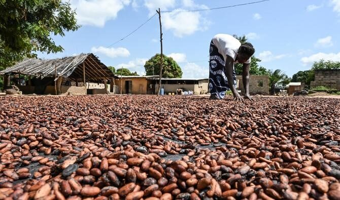  RECOLTE INTERMEDIAIRE EN COTE D’IVOIRE :  Le prix du Cacao maintenu à 1000 francs CFA kilo