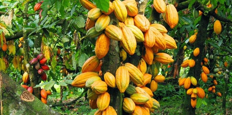  FILIÈRE CACAO : L’ICCO anticipe un déficit mondial de cacao de 374 000 tonnes en 2023/2024
