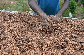  Ghana/ Hausse du prix de cacao : La contrebande, un facteur déterminant