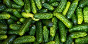 Culture de cornichon à moindre coût