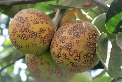  CHANCRE DU CITRONNIER : Une menace pour les agrumes