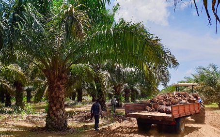  FILIÈRE PALMIER A HUILE AU BENIN DEPUIS L’AVENEMENT DES ATDA : D’importantes réalisations physiques à impact visible