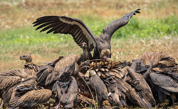  VAUTOURS CHAROGNARDS : Un oiseau utile à l’environnement en extinction alarmante au Bénin