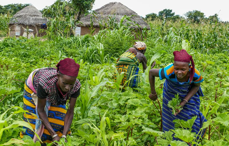  AUTOSUFFISANCE ALIMENTAIRE AU BÉNIN : Avancées et défis après 64ans d’indépendance