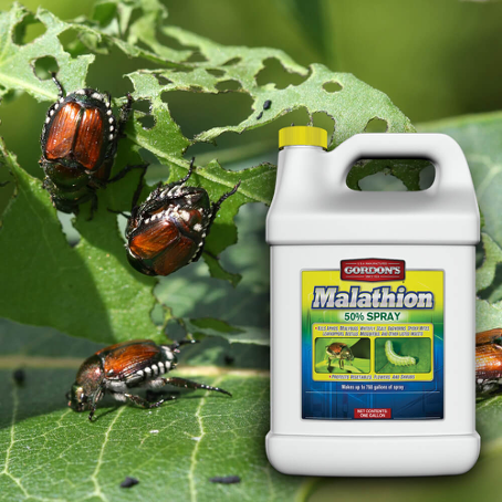  MALATHION : Un insecticide très efficace mais dangereux pour la santé humaine