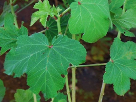  ALIMENTATION PRÉNATALE : Feuilles de gombo, le remède pour une grossesse moins compliqué