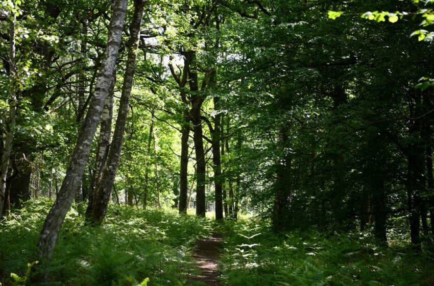  GESTION DES FORÊTS AU BÉNIN : Une règlementation renforcée pour préserver les ressources forestières