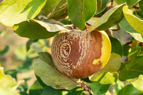  MONILIOSE : Une maladie dominante chez les arbres fruitiers