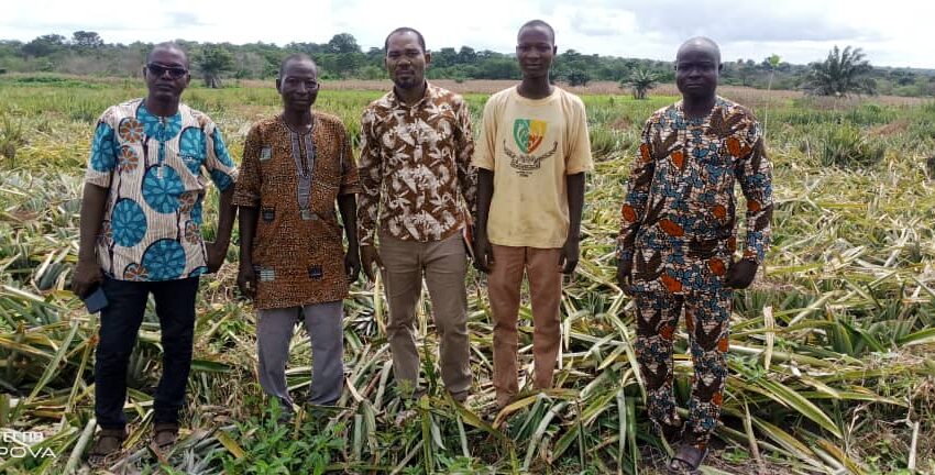  MISSION DE SUIVI DE L’ATDA 7 DANS LES ZONES D’EXTENSION  DE PRODUCTION D’ANANAS : L’équipe satisfaite des grandes avancées relevées