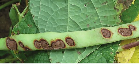  ANTHRACNOSE : Un ennemi des haricots et arbre fruitier