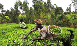  AGRICULTURE BIOLOGIQUE ET APPROCHES AGRO-ÉCOLOGIQUES : Quelles avancées pour le continent africain ?