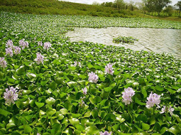  TRANSFORMATION DE LA JACINTHE D’EAU : Un moteur du développement artisanal au Bénin