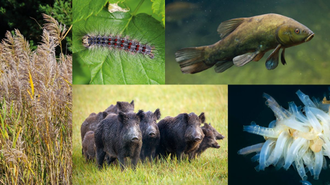  DÉFIS LIÉS À LA PROTECTION DES ÉCOSYSTÈMES : La biodiversité face aux menaces des espèces nuisibles