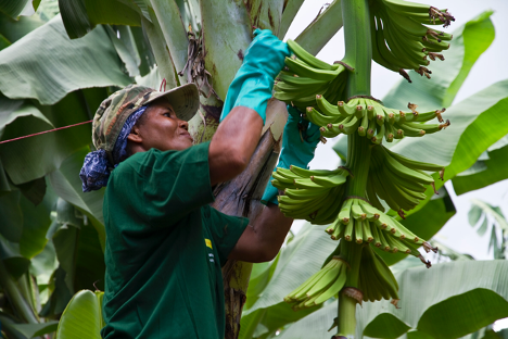  SOUS-REPRÉSENTATION DES FEMMES DANS LE SECTEUR AGRICOLE : Un enjeu à plusieurs dimensions pour la filière banane plantain