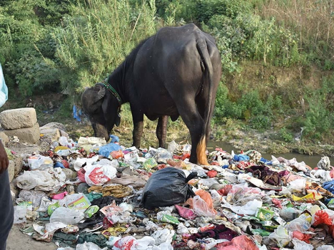  DÉCHETS PLASTIQUES : Une menace silencieuse pour l’élevage et la faune