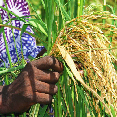  FILIÈRE RIZ AU BÉNIN : La chaîne de valeur Riz Paddy en plein essor