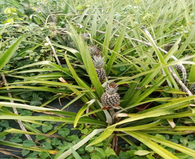  PRODUCTION D’ANANAS BIOLOGIQUE : Le charbon actif enrichi à l’éthylène au service de l’agriculture saine