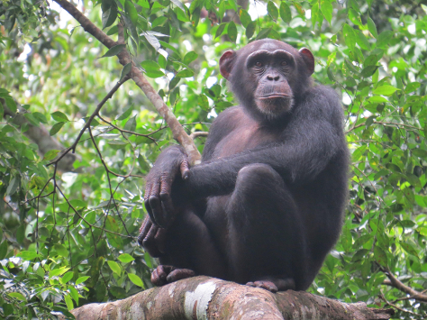  EXTINCTION DU CHIMPANZÉ DE L’AFRIQUE DE L’OUEST : Un danger critique pour l’environnement