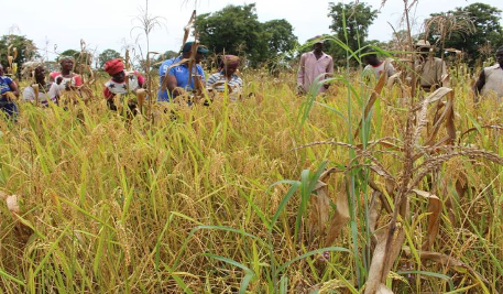 Depuis le mois d'avril 2024, la campagne agricole 2023-2024 a été clôturée, laissant place à une nouvelle plus prometteuse