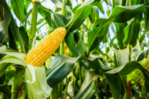 La production nationale de céréales atteint cette année 6 077 000 tonnes