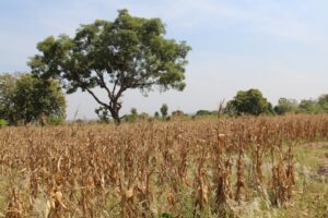 Adoptée pour le compte de l’année 2025, la nouvelle Loi de Finances a introduit une mesure sur l'exonération de la TFU sur les terrains agricoles en milieu rural