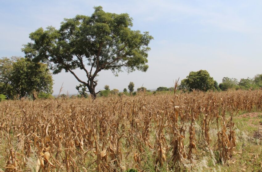  AGRICULTURE DURABLE AU BÉNIN : Les terrains agricoles exemptés de taxe foncière unique