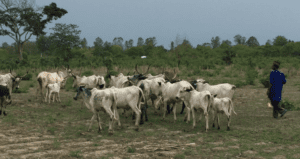 Et, pour la campagne nationale de transhumance pour l’année 2024-2025, le gouvernement a officiellement publié les dates et modalités de la campagne nationale de transhumance pour l’année 2024-2025 à travers un arrêté interministériel signé le 27 janvier 2025 par les ministres Gaston Dossouhoui, chargé de l’Agriculture, de l’Élevage et de la Pêche, et Alassane Seidou, ministre de l’Intérieur et de la Sécurité Publique