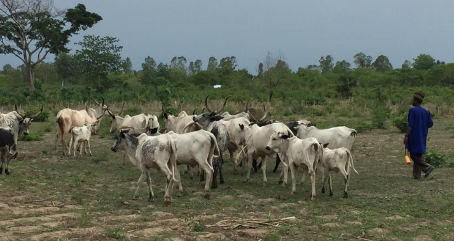 Et, pour la campagne nationale de transhumance pour l’année 2024-2025, le gouvernement a officiellement publié les dates et modalités de la campagne nationale de transhumance pour l’année 2024-2025 à travers un arrêté interministériel signé le 27 janvier 2025 par les ministres Gaston Dossouhoui, chargé de l’Agriculture, de l’Élevage et de la Pêche, et Alassane Seidou, ministre de l’Intérieur et de la Sécurité Publique