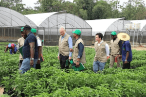 DÉVELOPPEMENT DES CHAÎNES DE VALEURS VIVRIÈRES EN CÔTE D’IVOIRE