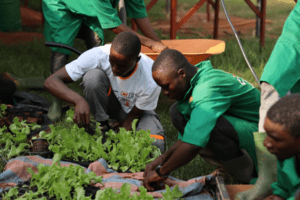 L’agroécologie s’impose progressivement comme un modèle de production durable dans plusieurs pays d'Afrique de l’Ouest.